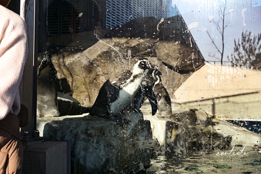 【神戶景點】átoa水族館,日本最大球型水族箱,水族結合光影藝術,顛覆感官絕美新型態水族館! - 第65張圖