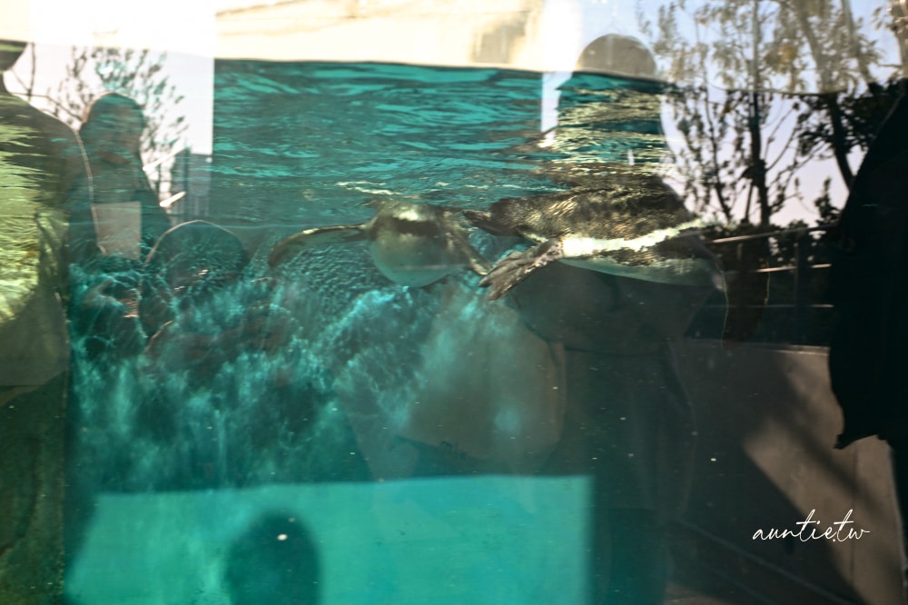 【神戶景點】átoa水族館,日本最大球型水族箱,水族結合光影藝術,顛覆感官絕美新型態水族館! - 第64張圖
