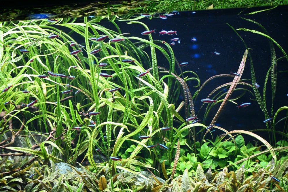 【神戶景點】átoa水族館,日本最大球型水族箱,水族結合光影藝術,顛覆感官絕美新型態水族館! - 第11張圖