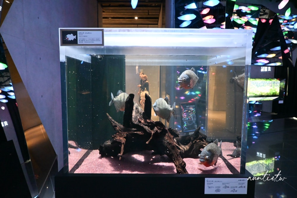 【神戶景點】átoa水族館,日本最大球型水族箱,水族結合光影藝術,顛覆感官絕美新型態水族館! - 第12張圖