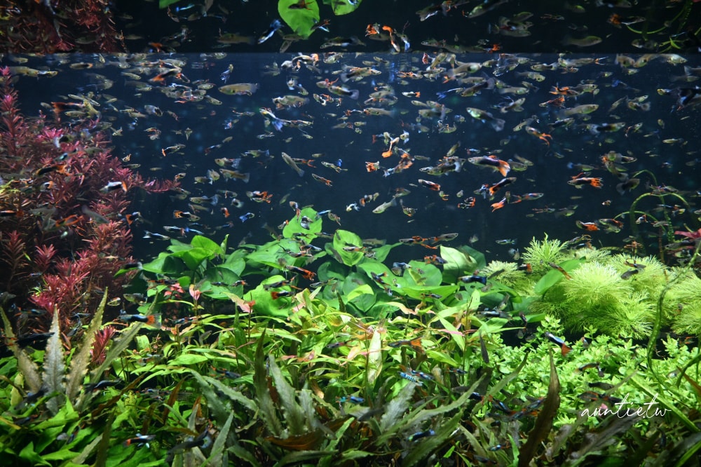 【神戶景點】átoa水族館,日本最大球型水族箱,水族結合光影藝術,顛覆感官絕美新型態水族館! - 第13張圖