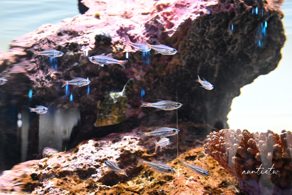 【神戶景點】átoa水族館,日本最大球型水族箱,水族結合光影藝術,顛覆感官絕美新型態水族館! - 第16張圖