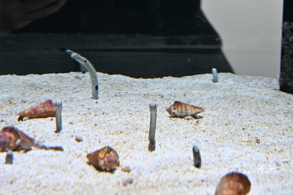 【神戶景點】átoa水族館,日本最大球型水族箱,水族結合光影藝術,顛覆感官絕美新型態水族館! - 第17張圖