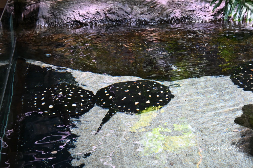 【神戶景點】átoa水族館,日本最大球型水族箱,水族結合光影藝術,顛覆感官絕美新型態水族館! - 第34張圖