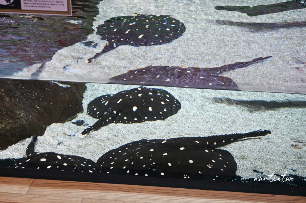 【神戶景點】átoa水族館,日本最大球型水族箱,水族結合光影藝術,顛覆感官絕美新型態水族館! - 第35張圖