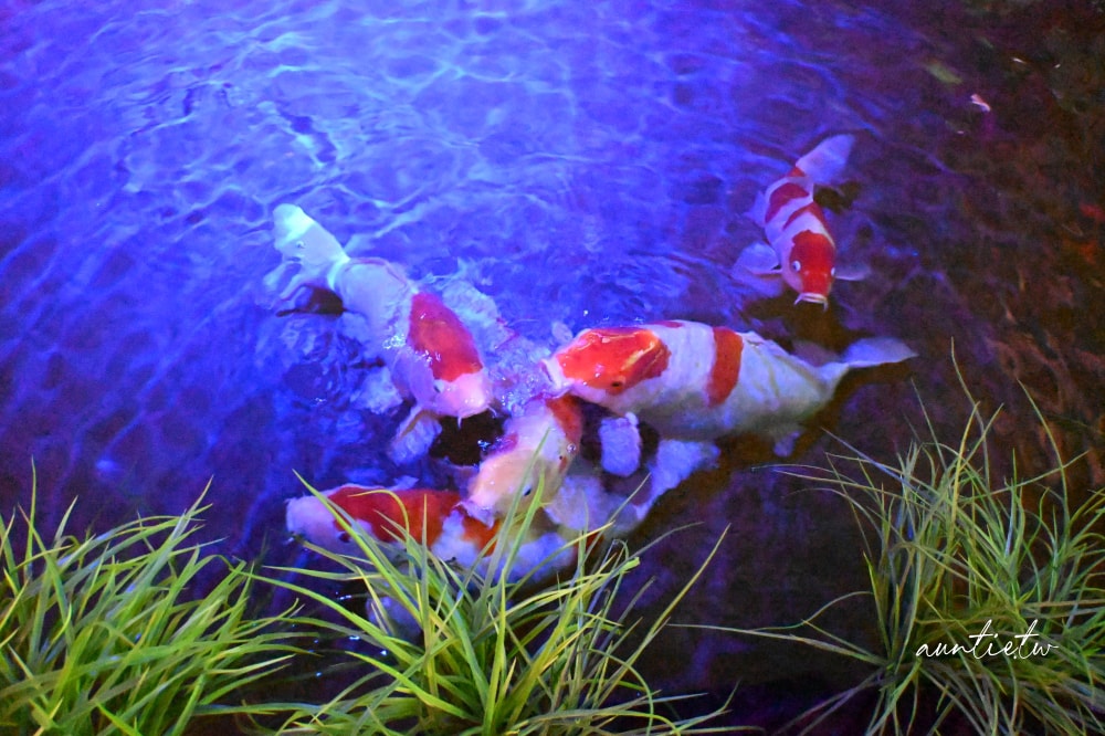 【神戶景點】átoa水族館,日本最大球型水族箱,水族結合光影藝術,顛覆感官絕美新型態水族館! - 第44張圖