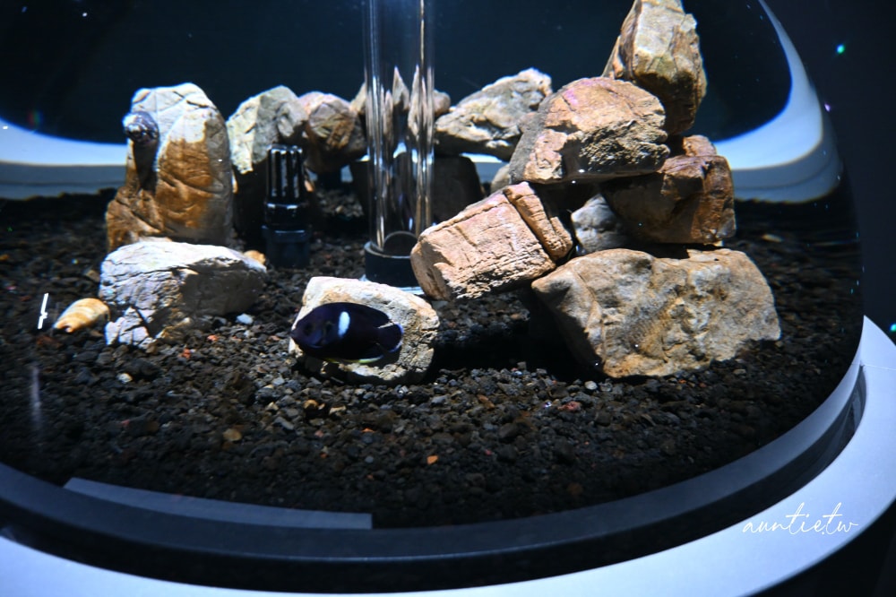 【神戶景點】átoa水族館,日本最大球型水族箱,水族結合光影藝術,顛覆感官絕美新型態水族館! - 第50張圖