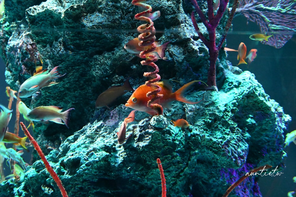 【神戶景點】átoa水族館,日本最大球型水族箱,水族結合光影藝術,顛覆感官絕美新型態水族館! - 第54張圖