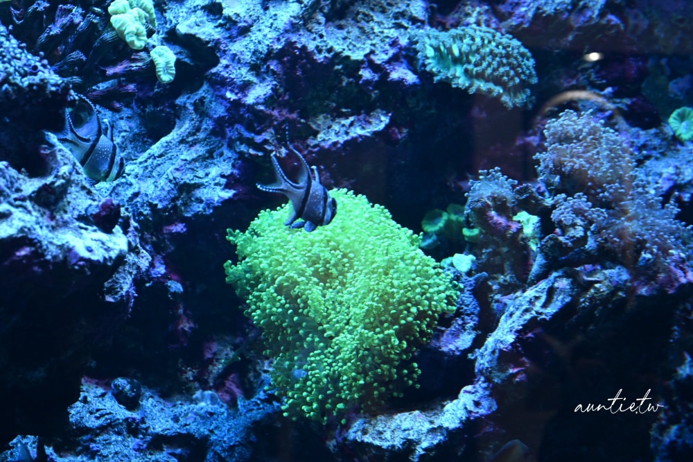 【神戶景點】átoa水族館,日本最大球型水族箱,水族結合光影藝術,顛覆感官絕美新型態水族館! - 第61張圖