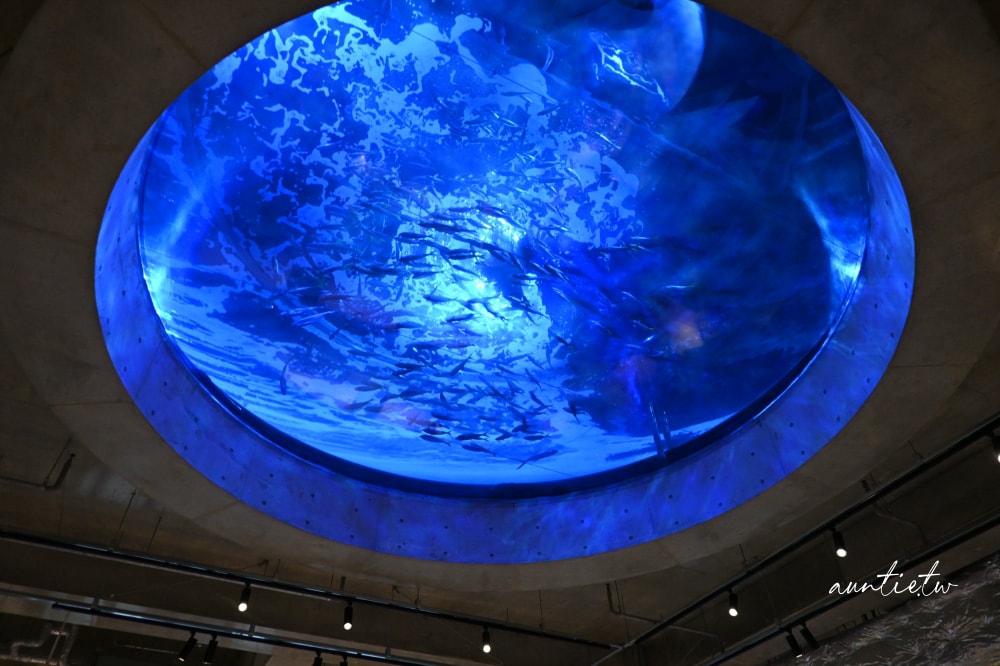 【神戶景點】átoa水族館,日本最大球型水族箱,水族結合光影藝術,顛覆感官絕美新型態水族館! - 第83張圖