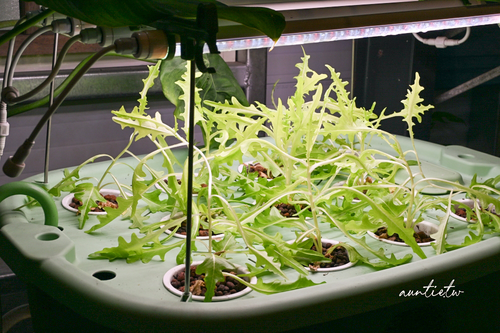 【宜蘭】五結|NEVE 那味豆花韓式雪冰,綠色植栽處處,療癒植物系甜品店 - 第8張圖