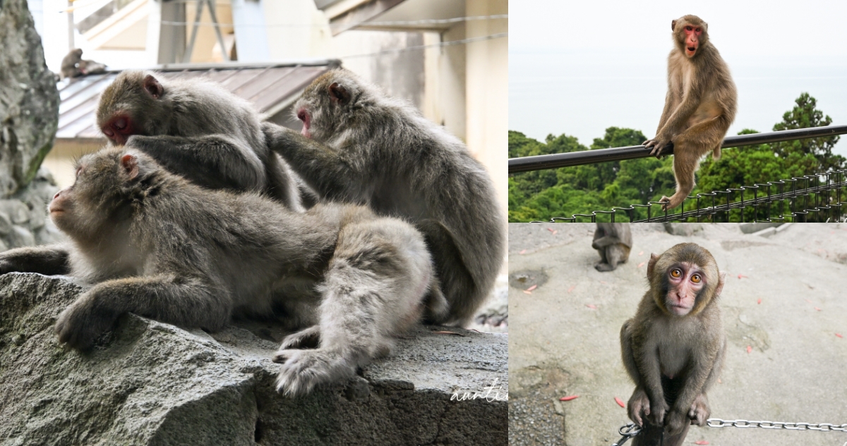 高崎山自然動物園