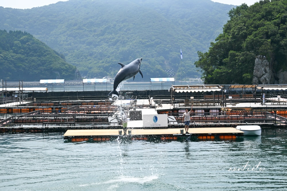 【大分旅遊】津久見海豚島,近距離與海豚接觸互動,能餵食還能一起游泳! - 第26張圖