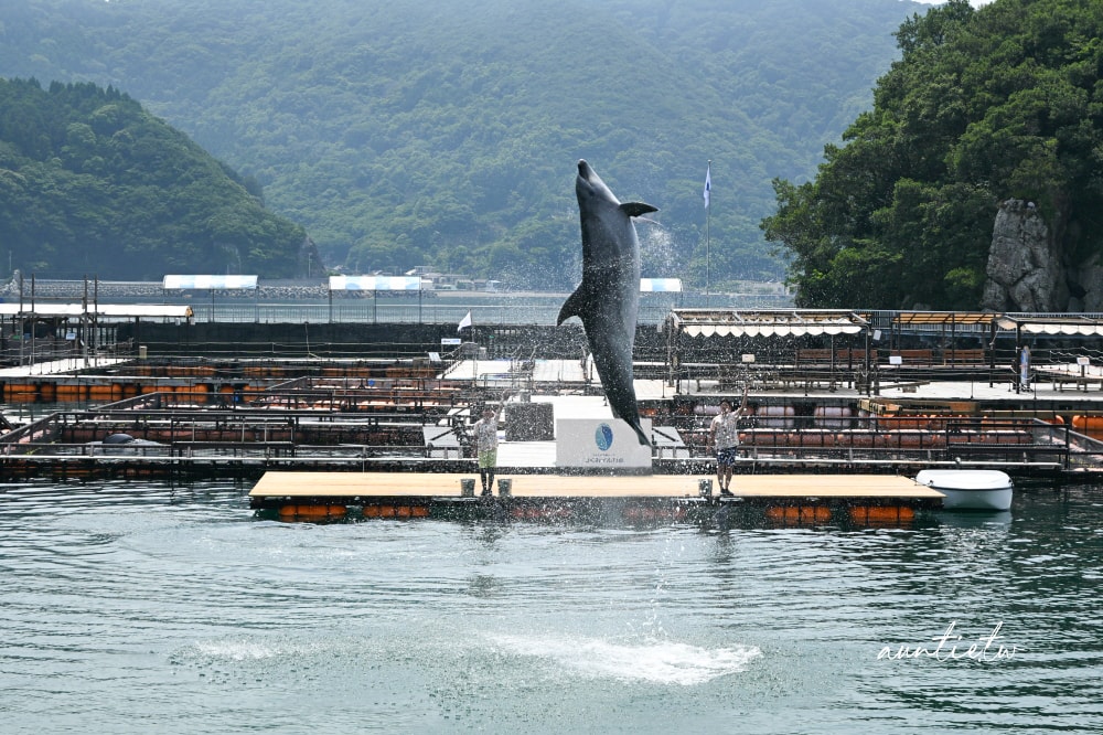 【大分旅遊】津久見海豚島,近距離與海豚接觸互動,能餵食還能一起游泳! - 第27張圖