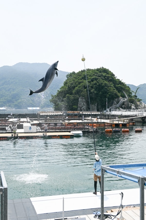 【大分旅遊】津久見海豚島,近距離與海豚接觸互動,能餵食還能一起游泳! - 第28張圖