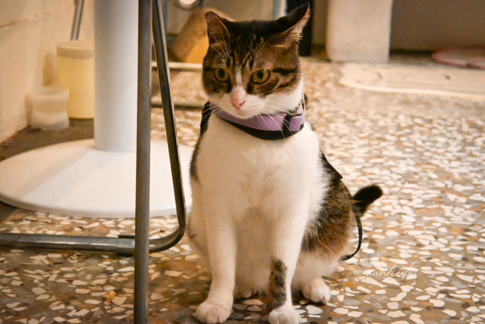 【彰化】鹿港|大手咖啡,有著悠閒大庭院還有貓咪的老屋咖啡廳 - 第9張圖