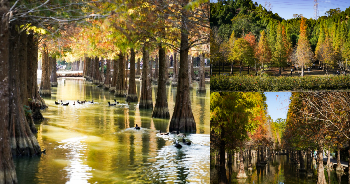 苗栗落羽松秘境