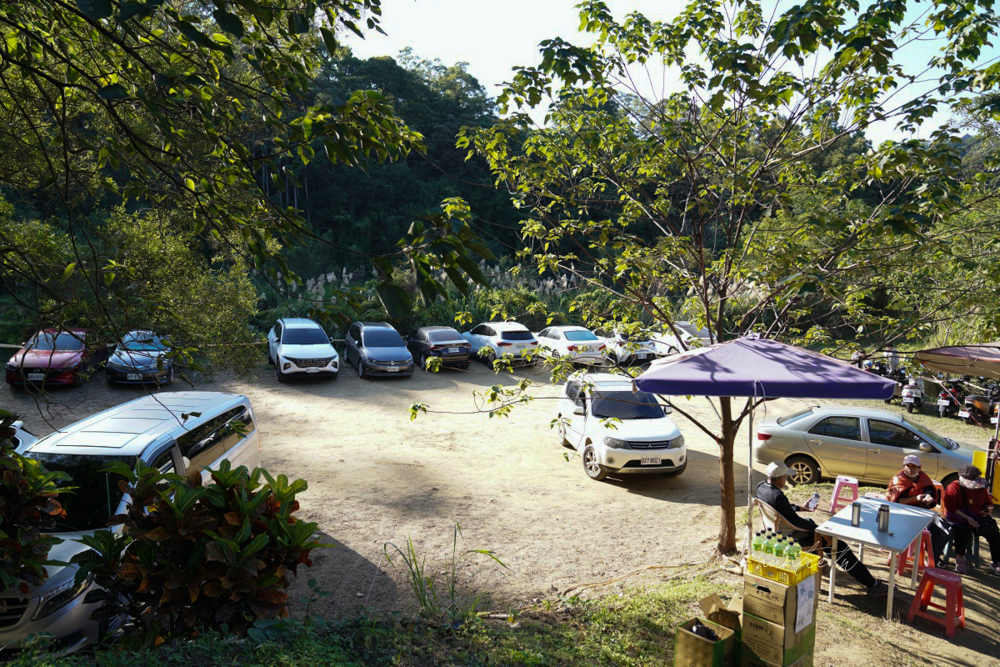 【苗栗】三灣｜苗栗落羽松秘境，免門票夢幻落羽松拍照秘境