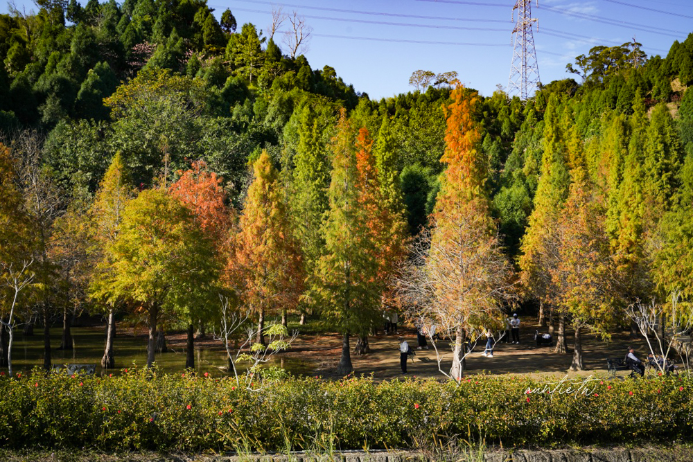 【苗栗】三灣｜苗栗落羽松秘境，免門票夢幻落羽松拍照秘境