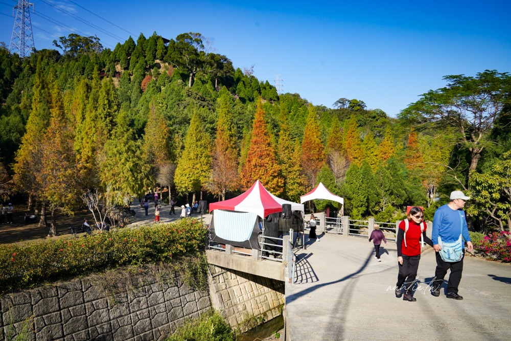 【苗栗】三灣｜苗栗落羽松秘境，免門票夢幻落羽松拍照秘境