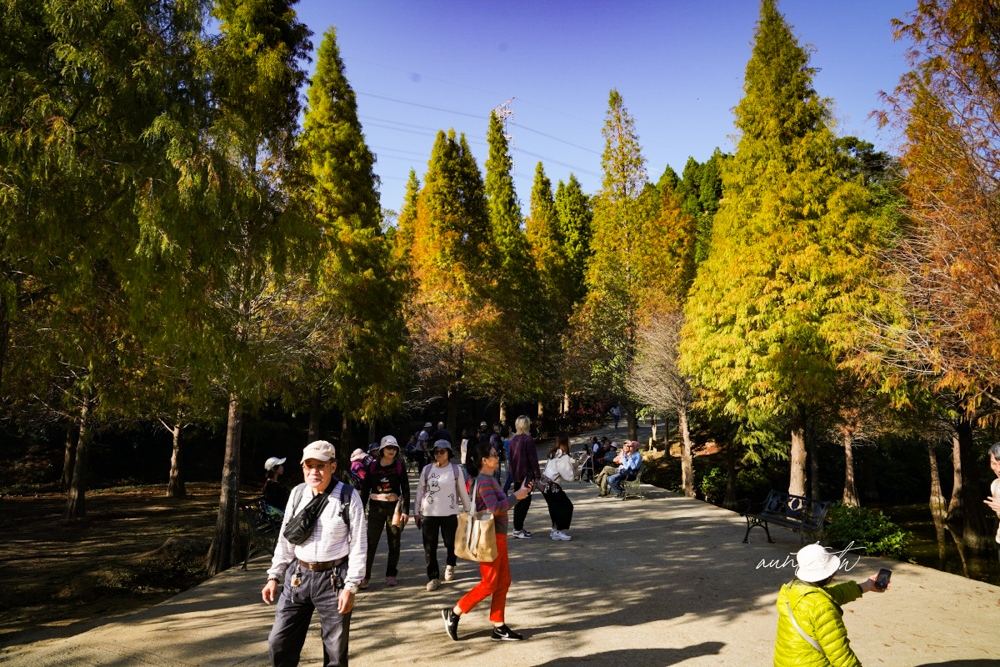 【苗栗】三灣｜苗栗落羽松秘境，免門票夢幻落羽松拍照秘境