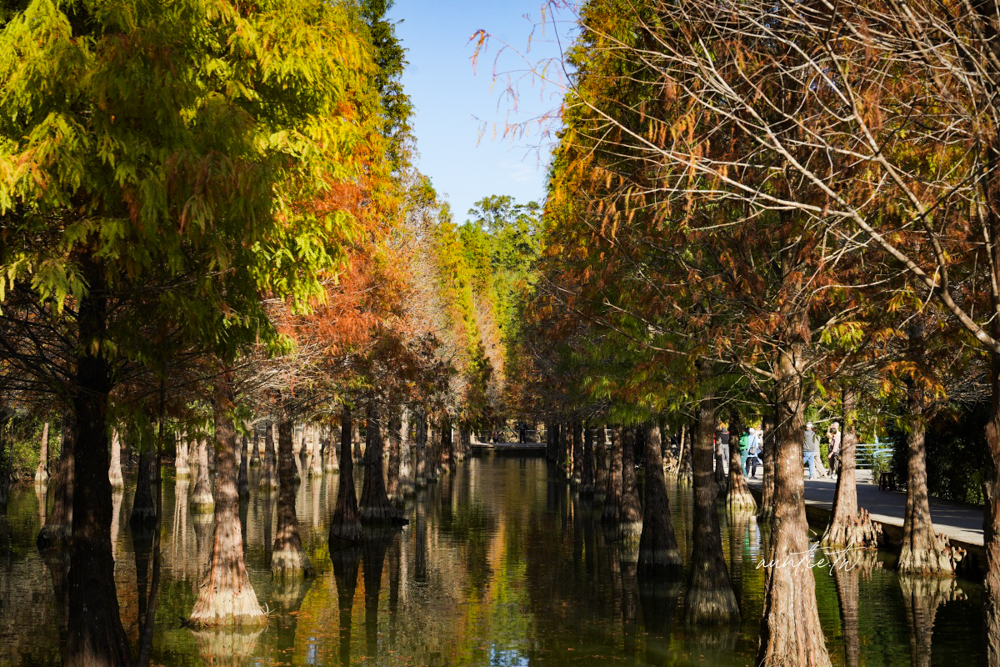 【苗栗】三灣｜苗栗落羽松秘境，免門票夢幻落羽松拍照秘境