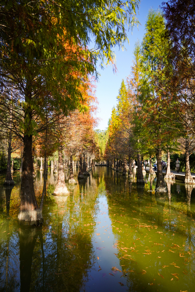 【苗栗】三灣｜苗栗落羽松秘境，免門票夢幻落羽松拍照秘境