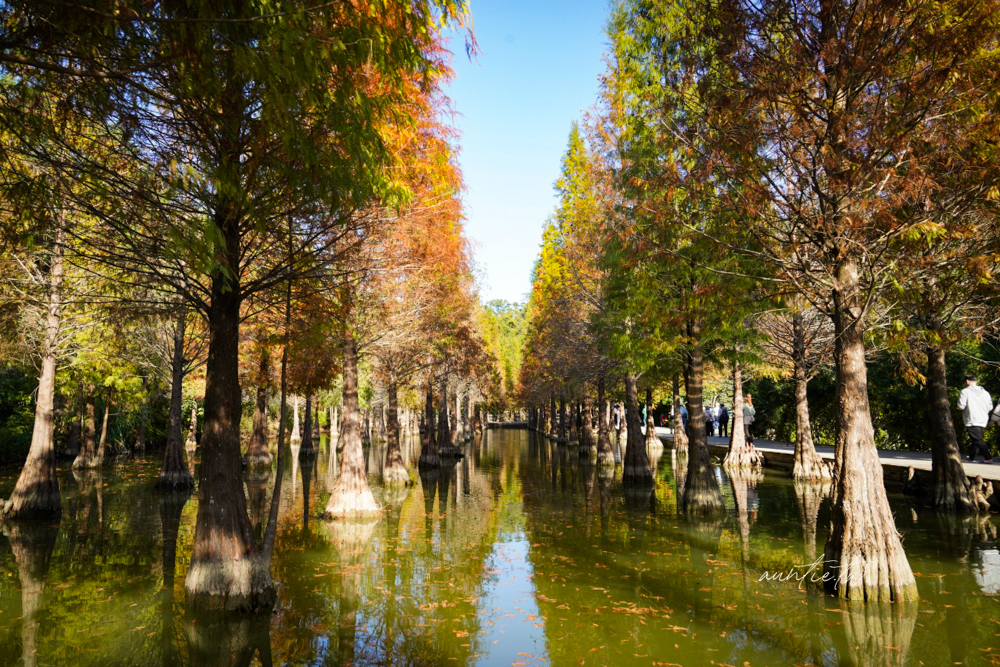 【苗栗】三灣｜苗栗落羽松秘境，免門票夢幻落羽松拍照秘境