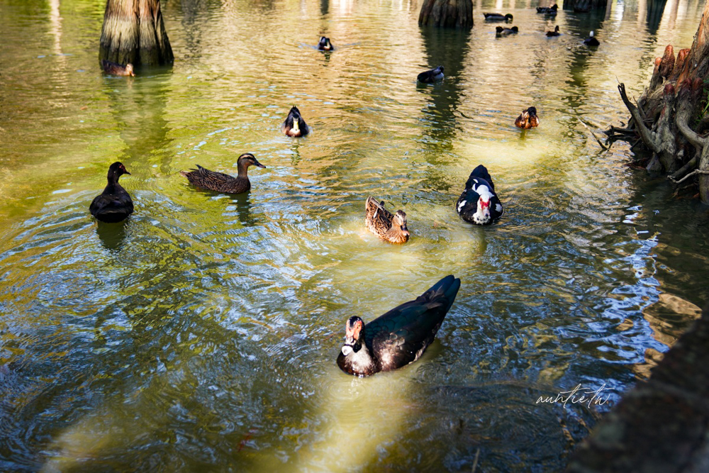 【苗栗】三灣｜苗栗落羽松秘境，免門票夢幻落羽松拍照秘境