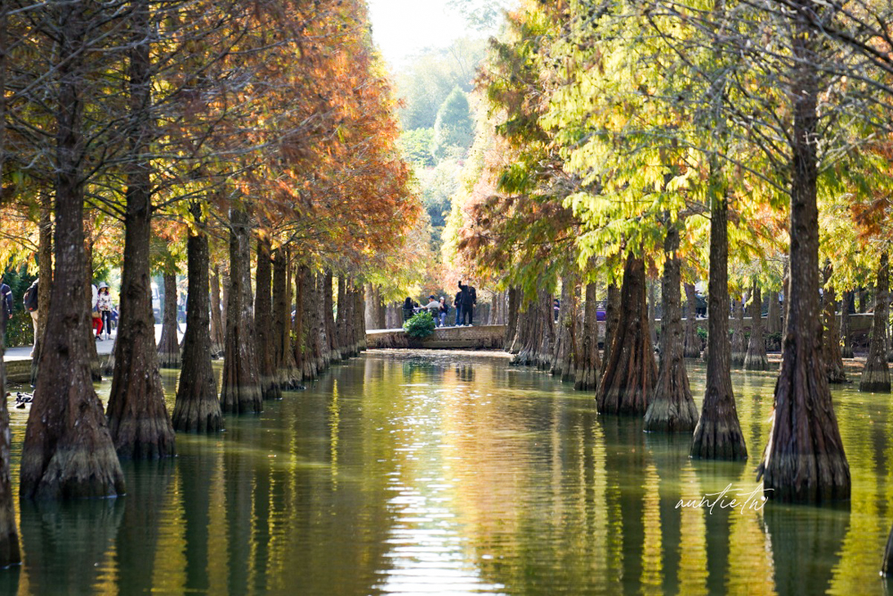 【苗栗】三灣｜苗栗落羽松秘境，免門票夢幻落羽松拍照秘境