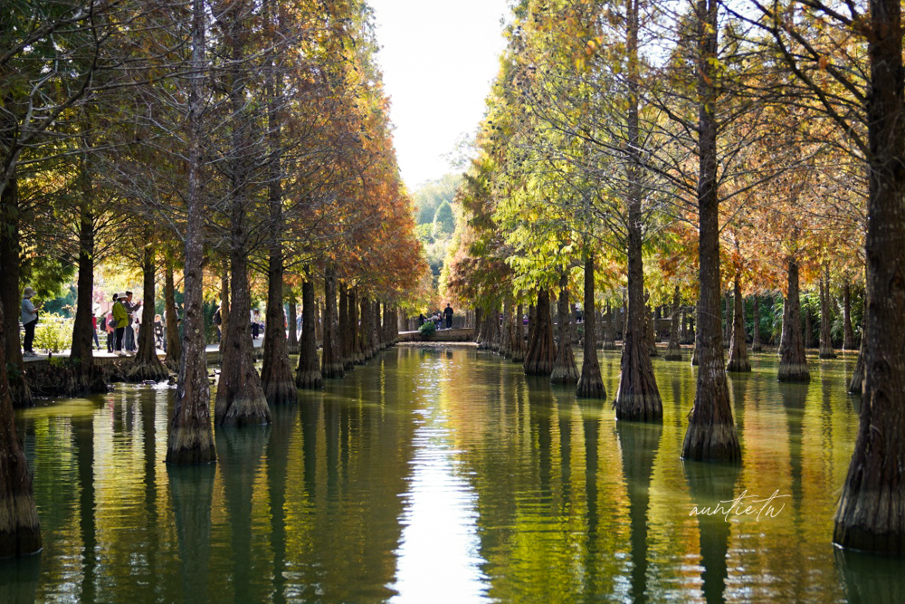 【苗栗】三灣｜苗栗落羽松秘境，免門票夢幻落羽松拍照秘境