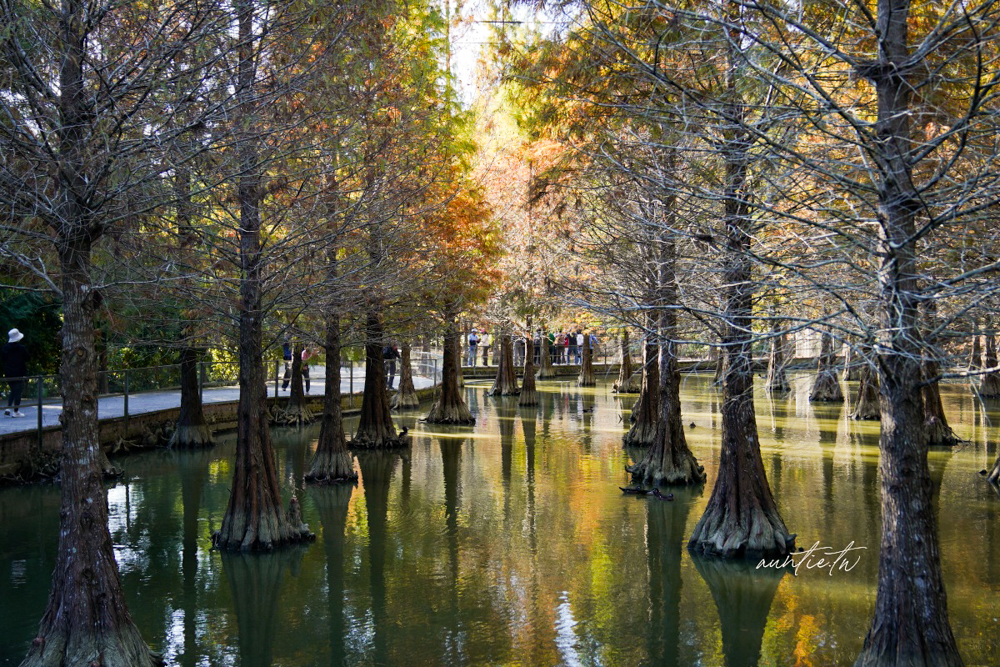 【苗栗】三灣｜苗栗落羽松秘境，免門票夢幻落羽松拍照秘境