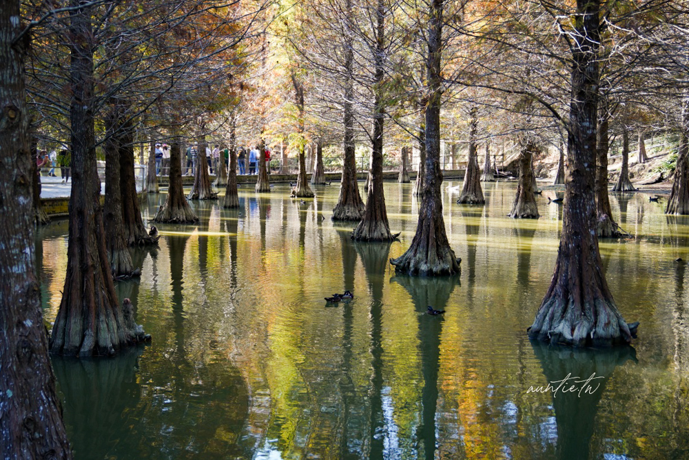 【苗栗】三灣｜苗栗落羽松秘境，免門票夢幻落羽松拍照秘境