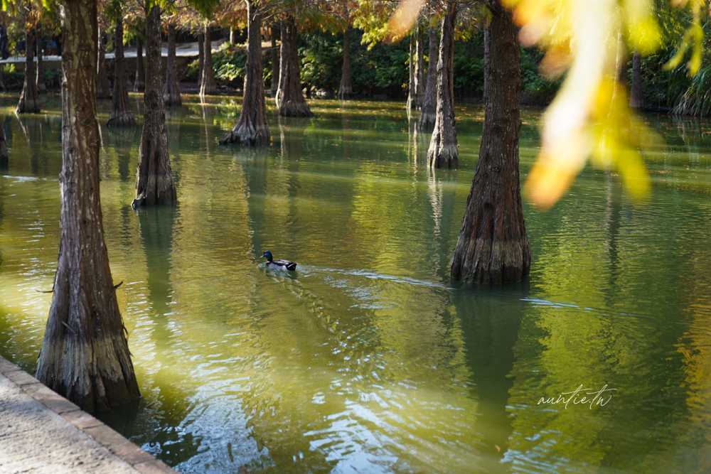 【苗栗】三灣｜苗栗落羽松秘境，免門票夢幻落羽松拍照秘境