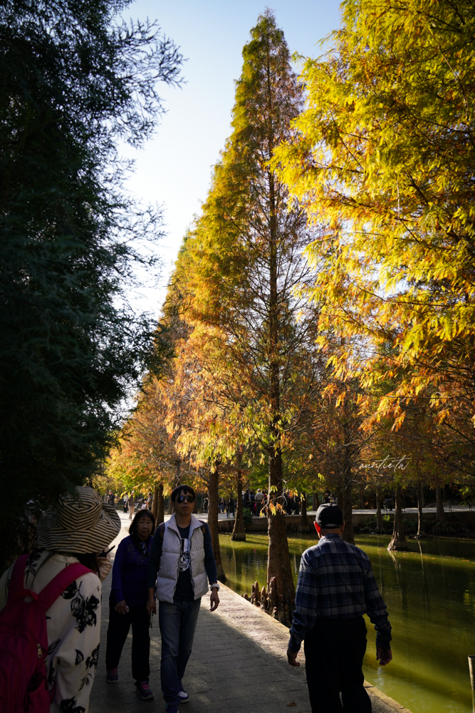 【苗栗】三灣｜苗栗落羽松秘境，免門票夢幻落羽松拍照秘境