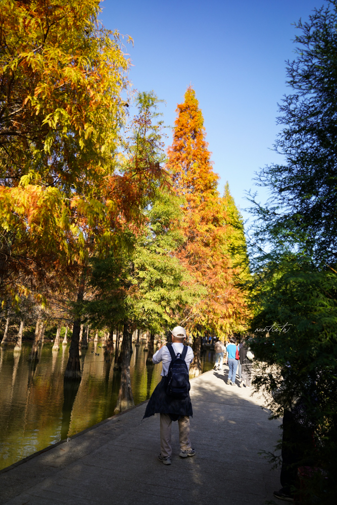 【苗栗】三灣｜苗栗落羽松秘境，免門票夢幻落羽松拍照秘境