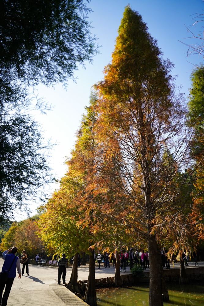 【苗栗】三灣｜苗栗落羽松秘境，免門票夢幻落羽松拍照秘境