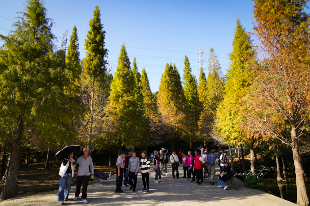 【苗栗】三灣｜苗栗落羽松秘境，免門票夢幻落羽松拍照秘境