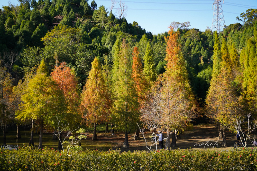 【苗栗】三灣｜苗栗落羽松秘境，免門票夢幻落羽松拍照秘境