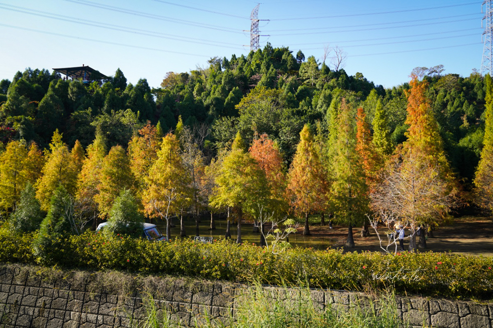 【苗栗】三灣｜苗栗落羽松秘境，免門票夢幻落羽松拍照秘境