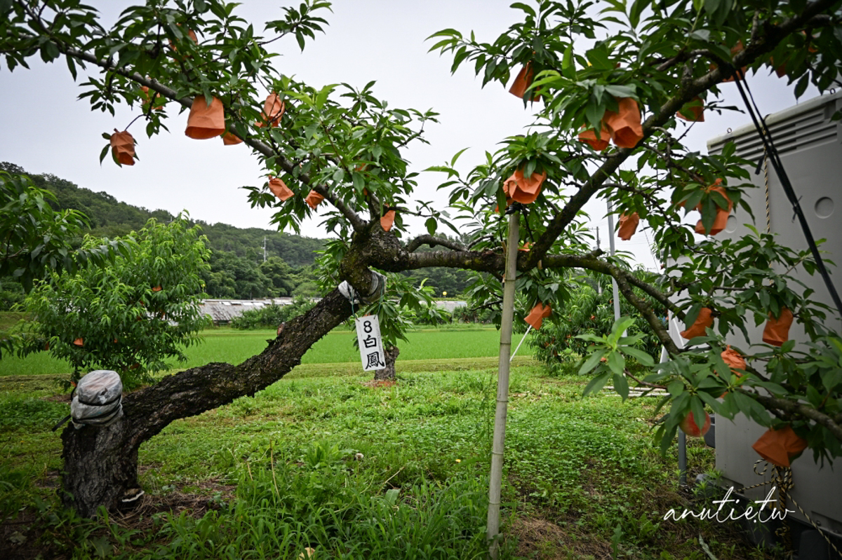 【岡山旅遊】岡山採白桃，桃茂実苑，現採當季白桃體驗，還有人氣白桃霜淇淋