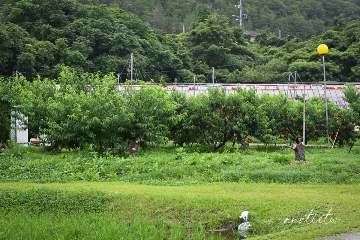 【岡山旅遊】岡山採白桃，桃茂実苑，現採當季白桃體驗，還有人氣白桃霜淇淋