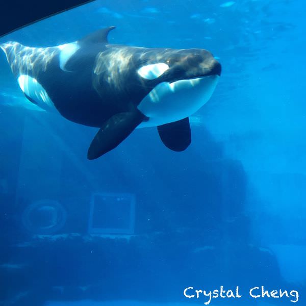 16日本中部自由行 名古屋好玩推薦 名古屋港水族館精彩鯨豚表演療癒又有趣的必訪景點 水晶安蹄不務正業過生活